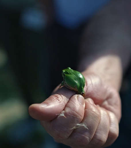 06_Laubfrosch_CopyStereoMedia .jpg